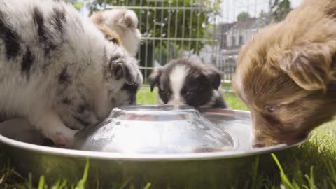 A group of puppies drink water from a bowl on grass in an enclosure - closeup