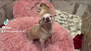 Tiny old dog rescued from house with 70 + dogs