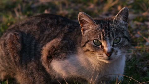 cat raising its head and attentively listening attentively looking into the camera