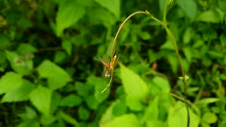 Grasshopperon the grass leaf