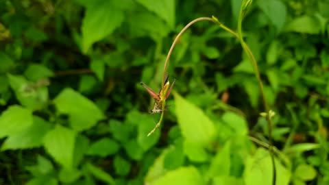 Grasshopperon the grass leaf