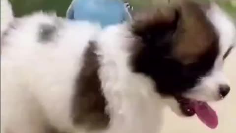 Cute puppy play with bird
