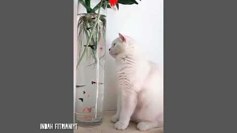 Compilation - Cats in Actions - Funny