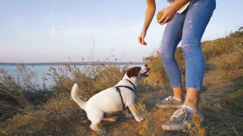 Young attractive woman playing with a dog Jack Russell in the meadow at sunset with sea background