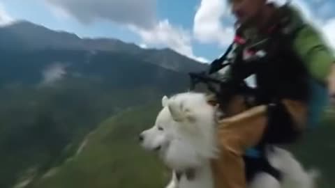 A dog parachuting from an airplane