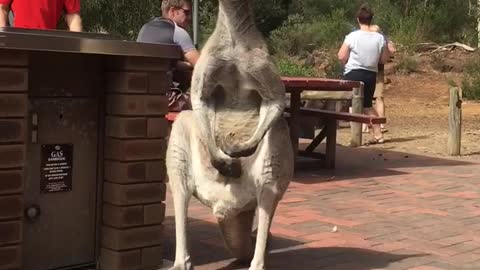 Kangaroo Plays With His Pouch