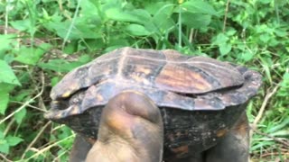 Northern Kentucky Project: Wildlife Encounter - Eastern Box Turtle pt. 1