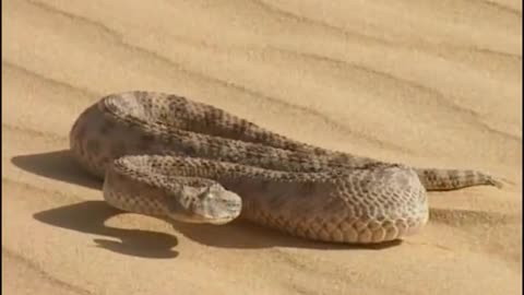 «Chat des sables VS Serpent du désert»