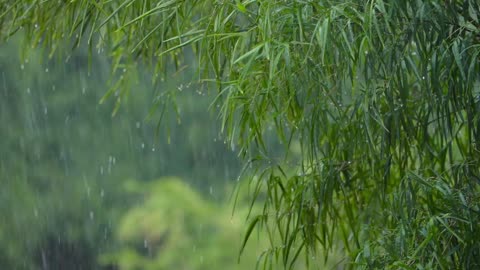 Rain fall in tropical forest