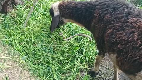 A beautiful view of the sheep eating alfalfa