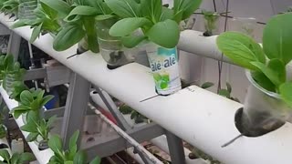 hydroponics