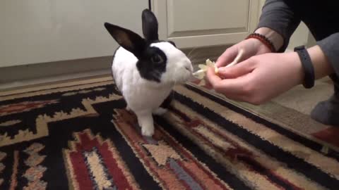 Rabbit eats a lemon for the first time!