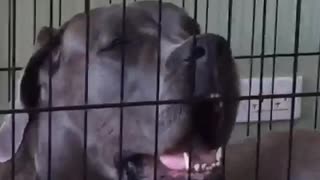 Dog face pressed against cage