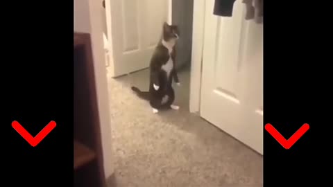 Rumble/cat waiting for you,best cat video ,funny video