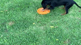 Duke’s first time with a frisbee!!