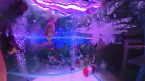 beautiful cute happy funny dancing goldfish in my good aquarium bagus indah dunia ikan bawah air