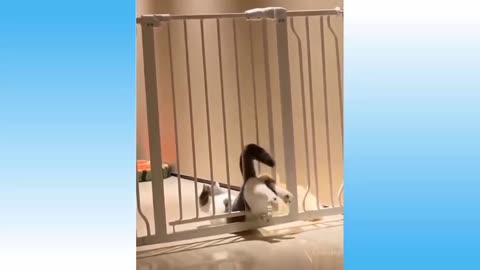Cute cat trapped and trying so hard to get rid of it