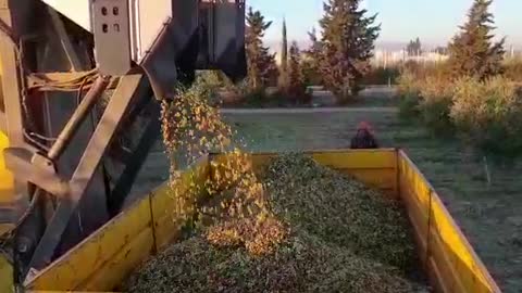 Modern agricultural machine for harvesting olives