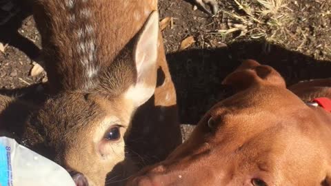 Dog and Baby Fawn Share a Sip
