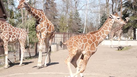 The Family of Giraffes on a walk in the Zoo run around and eating Leaves