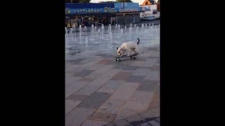 Staffordshire Bull Terrier Is A Skateboarding Pro