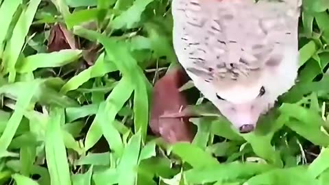 The girl adopted baby hedgehog in her house