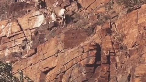 Mob of Bighorn Sheep Scale Mountain