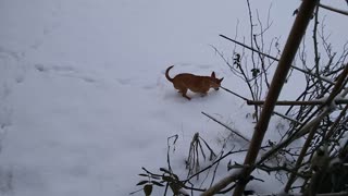 Whittles' First Snow