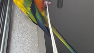 Parrot practicing his acrobatics