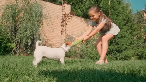 A shot of a beautiful little girl playing with Jack's cute dog trying to get the toy back from her