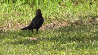 77 Toussaint Wildlife - Oak Harbor Ohio - Cowbird Picks Up Stick Looking Or Food