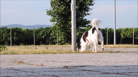 犬の記憶：飼い主を覚えているのか？