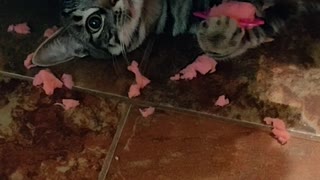 Kitten Destruction