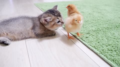 Kitten Kiki greets a tiny chicks for the first time