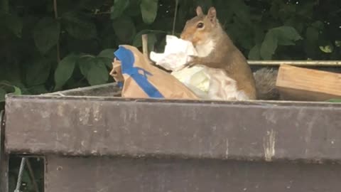 Introducing my "work squirrel"