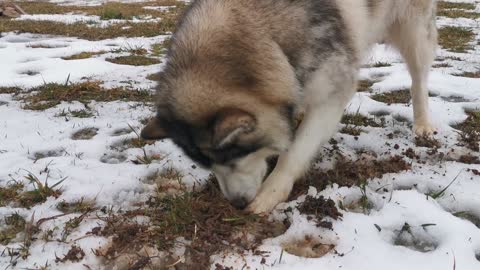 A Husky Dog Digging The Ground Soil