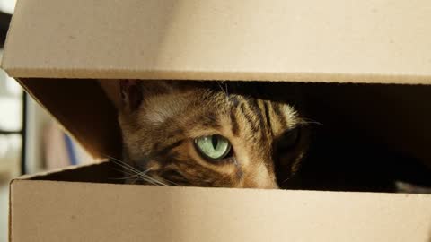 Bengal cat sitting in cardboard box in living room