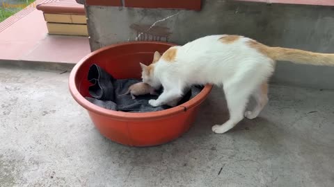 The mother cat carries the kittens and hides them inside a paper box