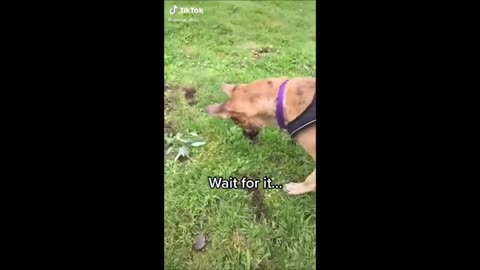 try not to laugh or grin with these funny dogs videos