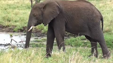 Elephant Up Close