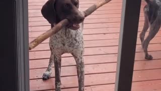 Dog can't figure out how to bring stick into home