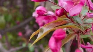 Natural flowers