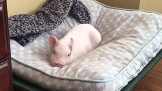 This Little Piggy Loves Making Conversation With His Owner