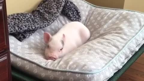 This Little Piggy Loves Making Conversation With His Owner