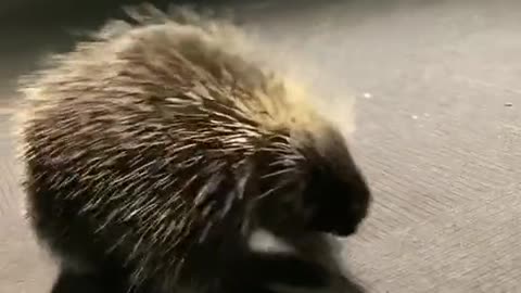 wobble#porcupine#cute#animallover