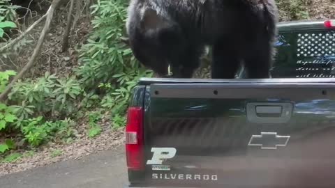 Bears Try and Break Into Locked Truck