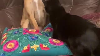 Dog Playing with Cat Puts Paws Up