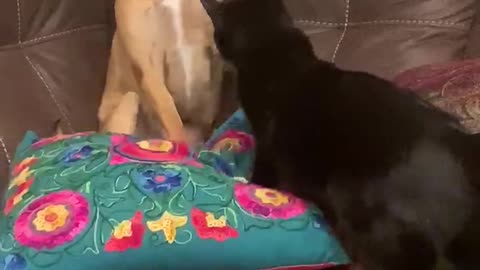 Dog Playing with Cat Puts Paws Up