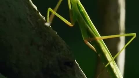 This mating mantis is headless 😬