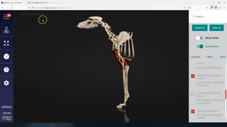 Brachial Plexus Canine - 3D Veterinary Anatomy & Learning IVALA®